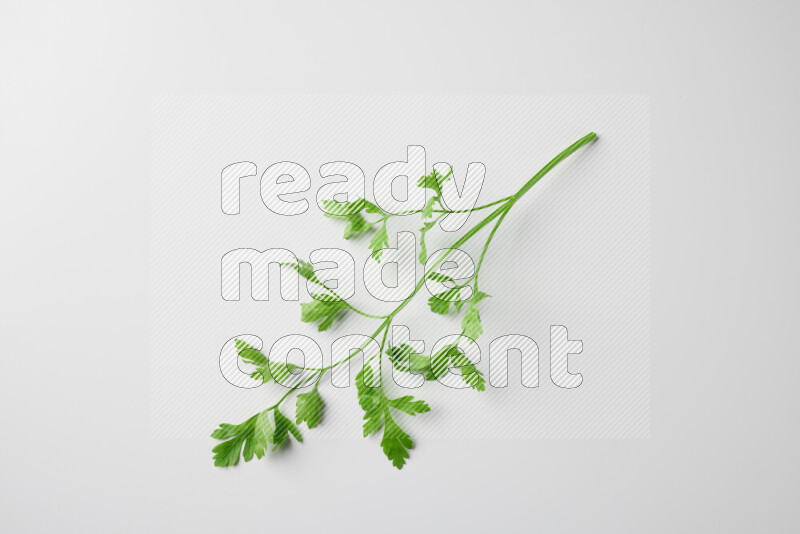 Fresh parsley sprigs with vibrant green leaves on white background
