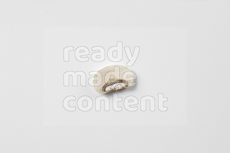 مشروم علي خلفية بيضاء