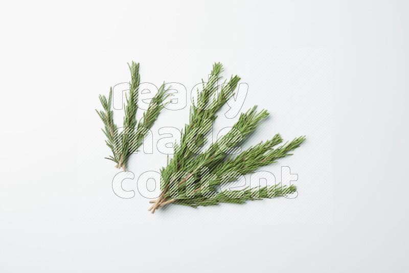 Multi fresh rosemary sprigs on white background