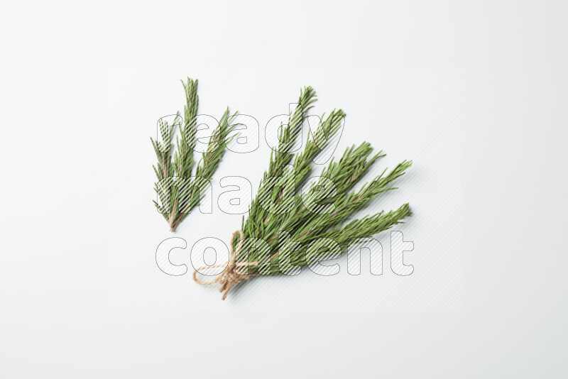 Multi fresh rosemary sprigs on white background