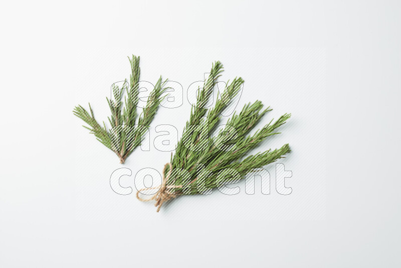 Multi fresh rosemary sprigs on white background