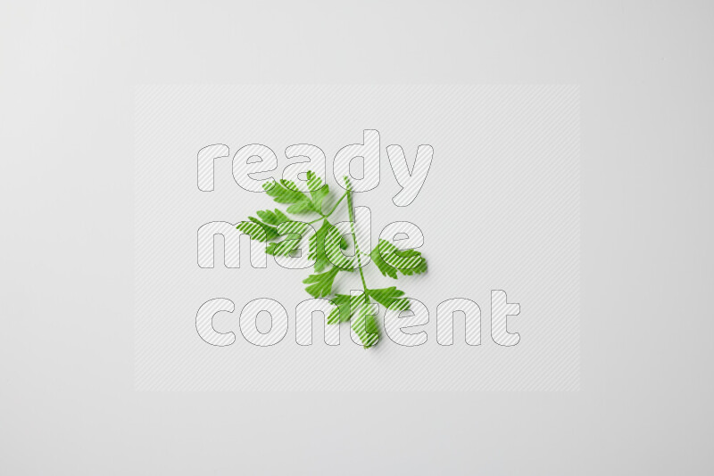Short fresh parsley sprigs with vibrant green leaves on white background