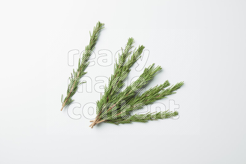 Multi fresh rosemary sprigs on white background