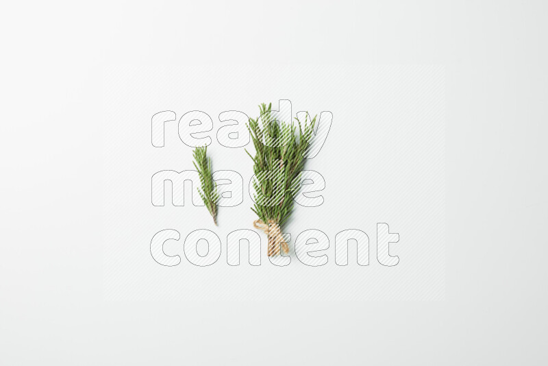 Multi fresh rosemary sprigs on white background