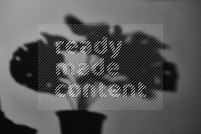 A delicate gobo light projects the silhouette of plant leaves onto a smooth surface