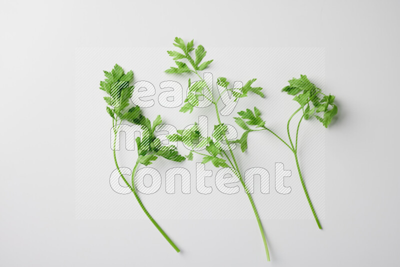 Fresh parsley sprigs with vibrant green leaves on white background