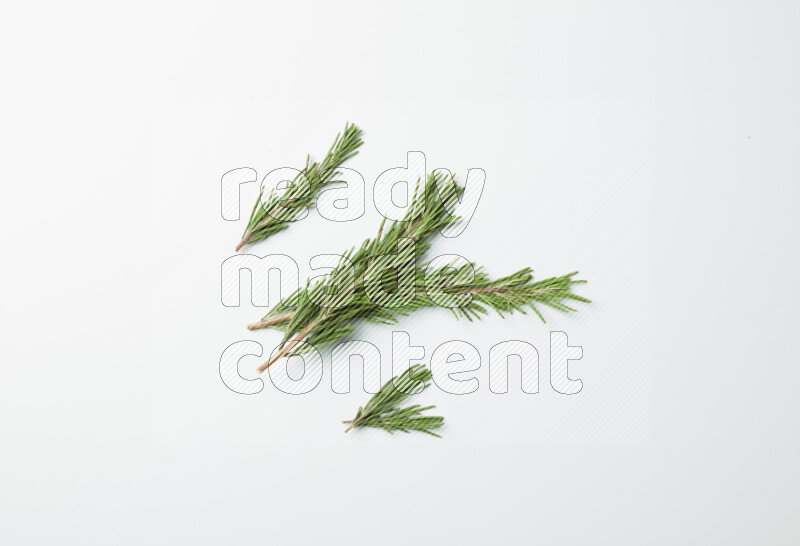 Multi fresh rosemary sprigs on white background