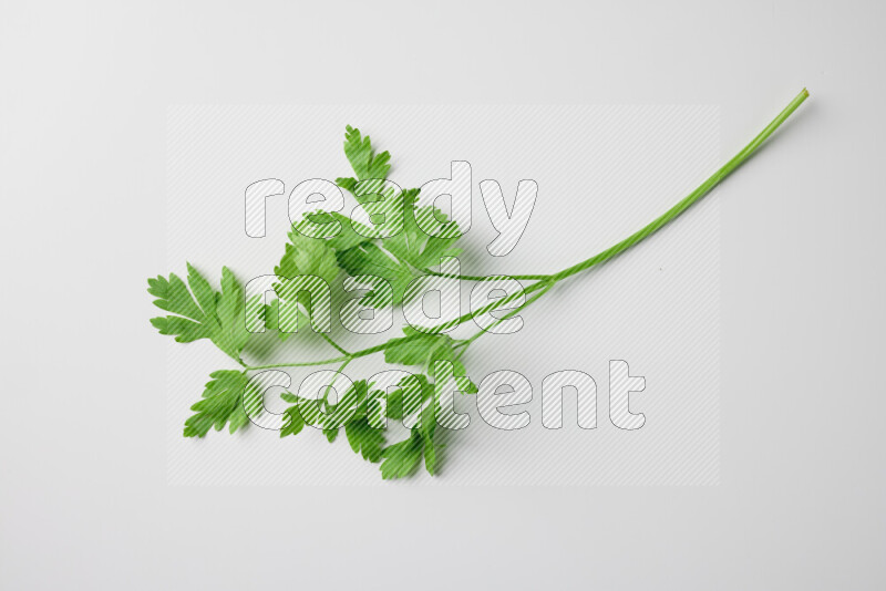 Fresh parsley sprigs with vibrant green leaves on white background