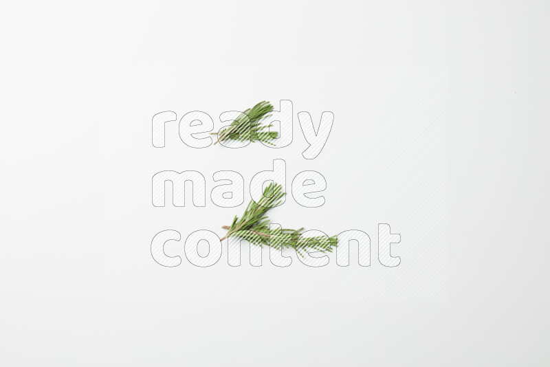Multi fresh rosemary sprigs on white background