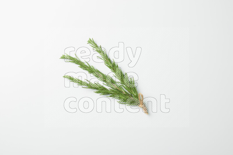 Three fresh rosemary sprigs on white background