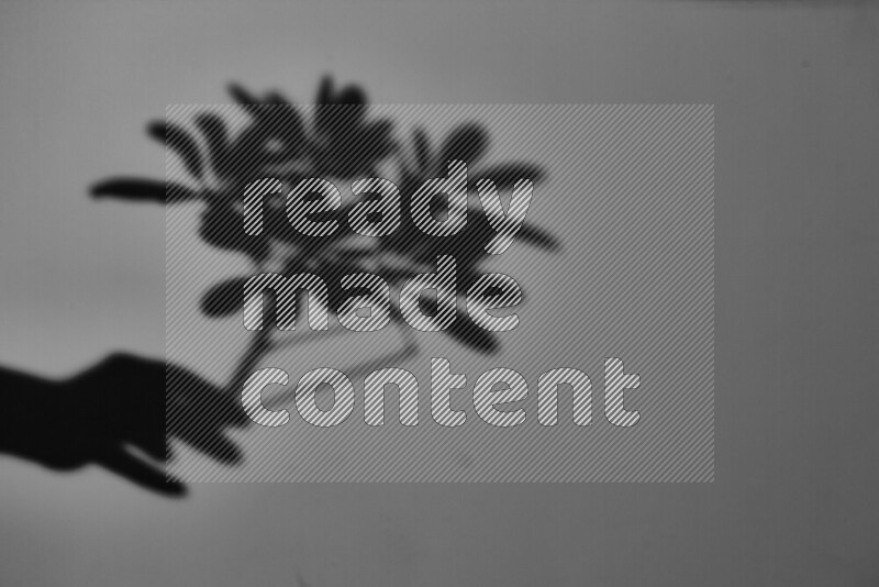 A delicate gobo light projects the silhouette of plant leaves onto a smooth surface