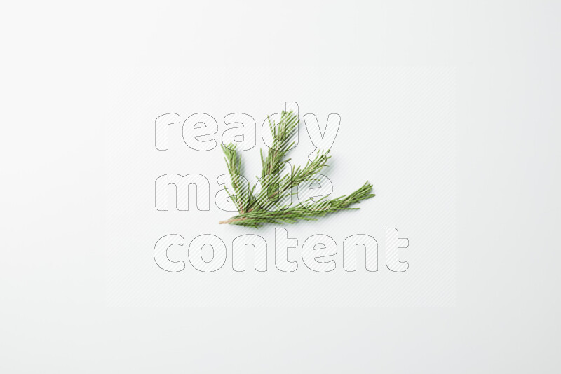 Multi fresh rosemary sprigs on white background