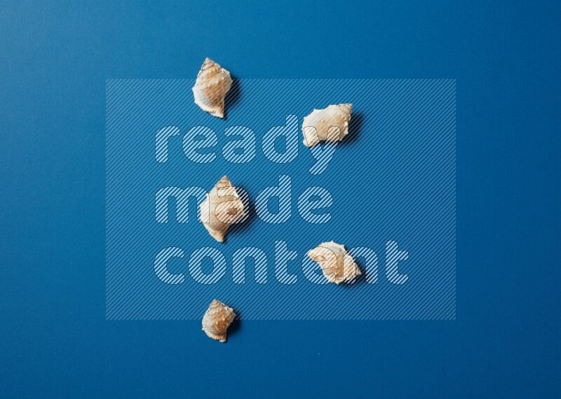 top view shot of seashells arrangement on blue background