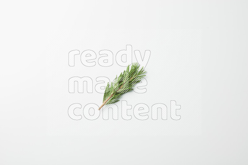 One fresh rosemary sprig on white background