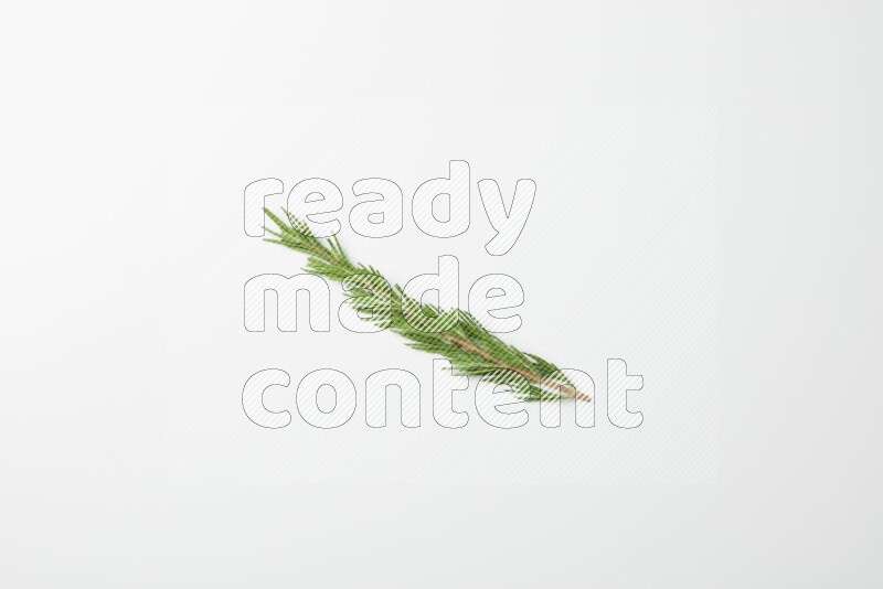 One fresh rosemary sprig on white background