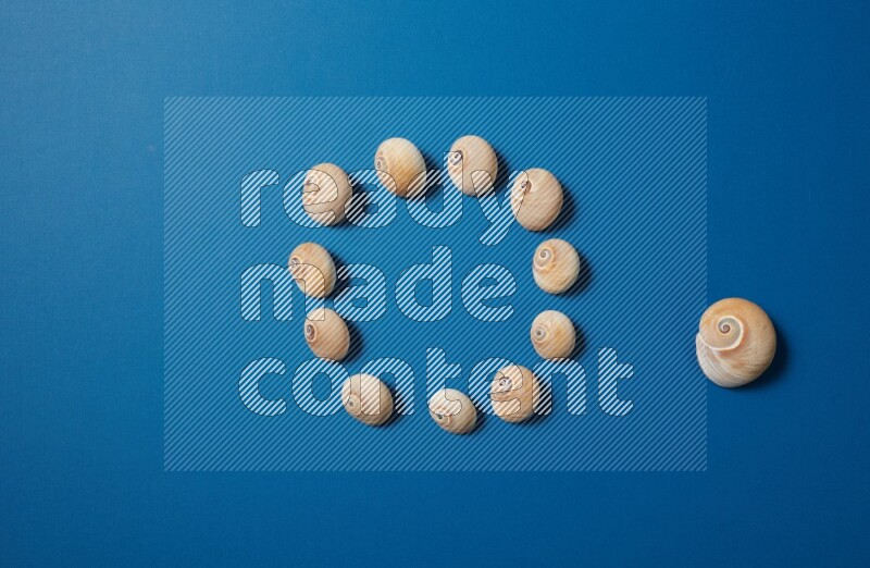 top view shot of seashells arrangement on blue background