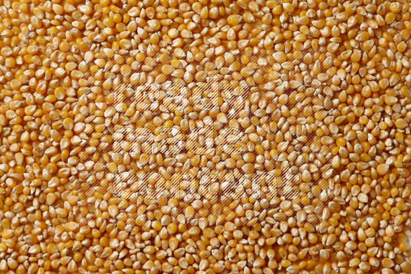 Dry Corn Kernels on white background