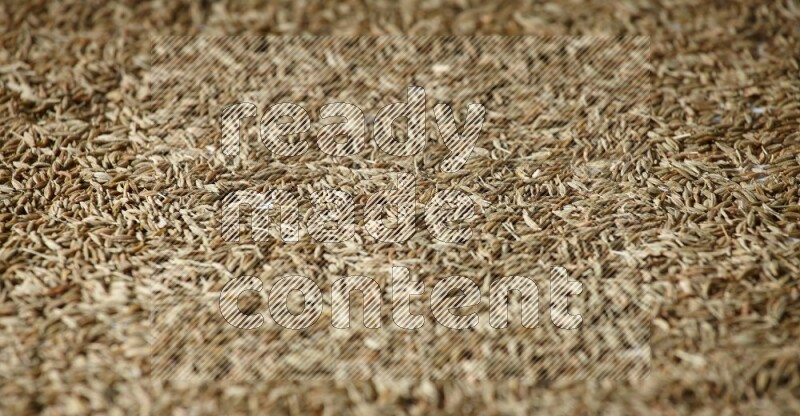 Cumin seeds on white flooring