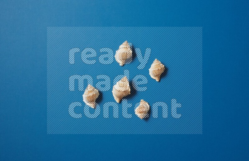 top view shot of seashells arrangement on blue background