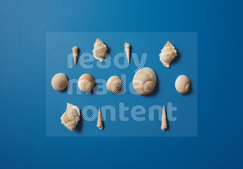 top view shot of seashells arrangement on blue background