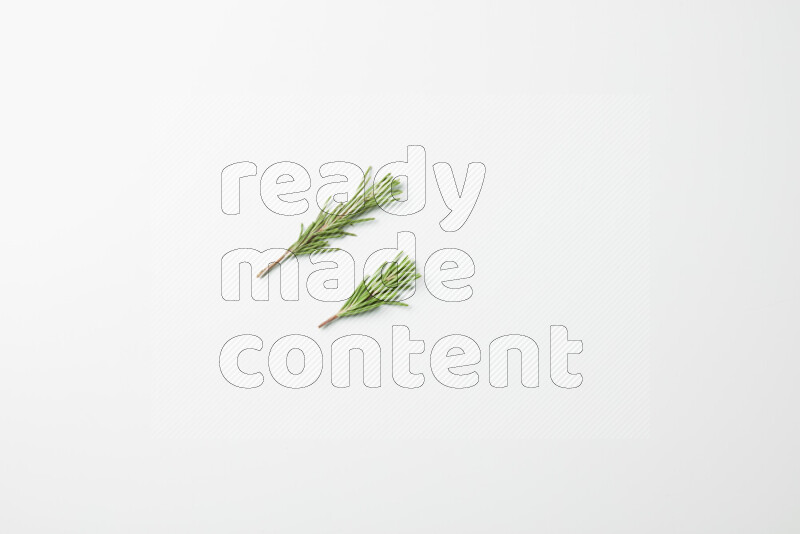 Two fresh rosemary sprigs on white background