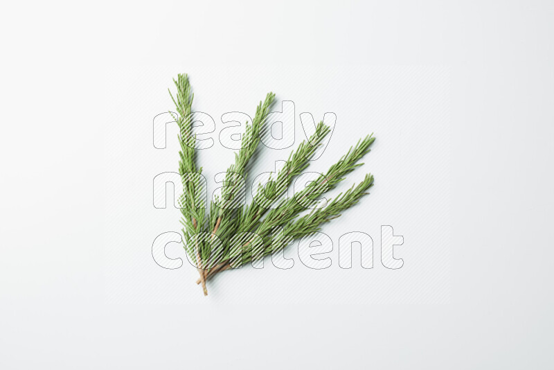 Multi fresh rosemary sprigs on white background