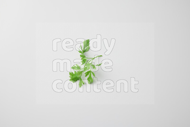 Short fresh parsley sprigs with vibrant green leaves on white background